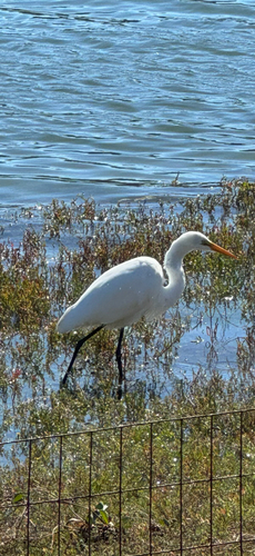 Great Egret