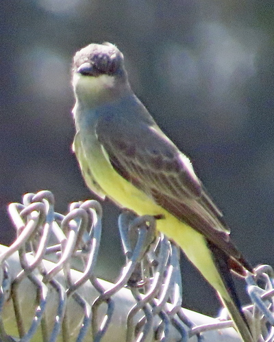 Cassin's Kingbird