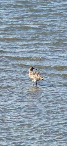 Long-billed Curlew