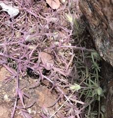 Cordylanthus nidularius