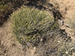 Acamptopappus sphaerocephalus