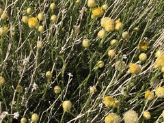 Acamptopappus sphaerocephalus