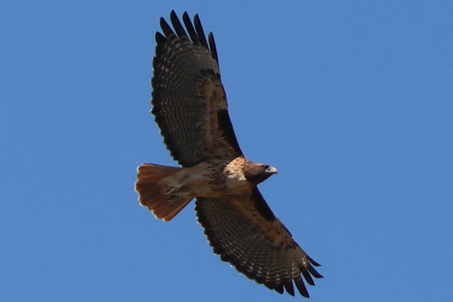 Red-tailed Hawk