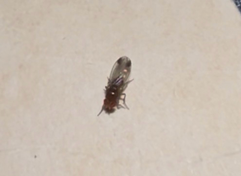 Spotted-winged Drosophila