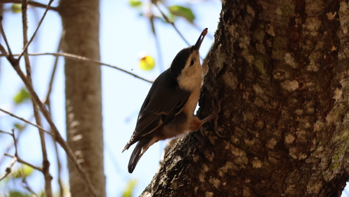 White-breasted Nuthatch