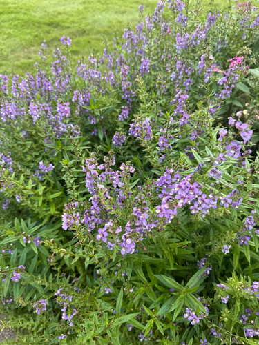 Angelonia gardneri observed 2026-09-30