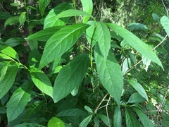 Lonicera involucrata