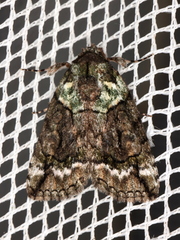 Calathusa glaucopasta