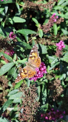 Painted Lady