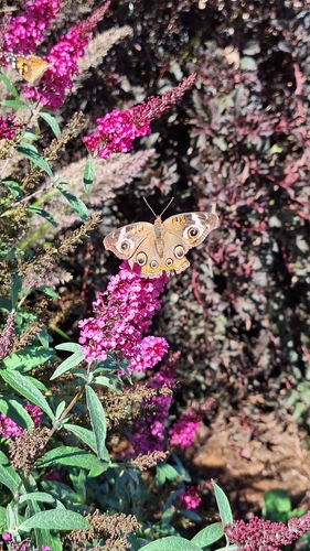 Common Buckeye