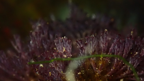 Bugula neritina observed 2026-10-01