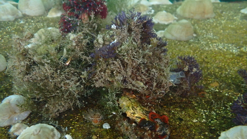 Bugula neritina observed 2026-10-01