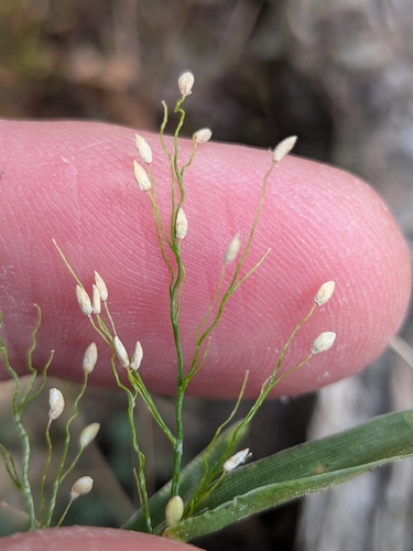 Dichanthelium sphaerocarpon observed 2026-10-01
