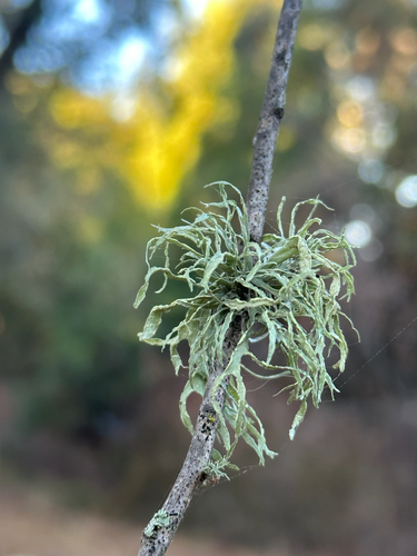 Slit-rimmed ramalina