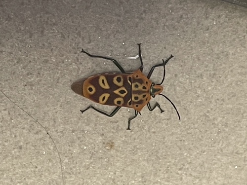 ocellated shield bug