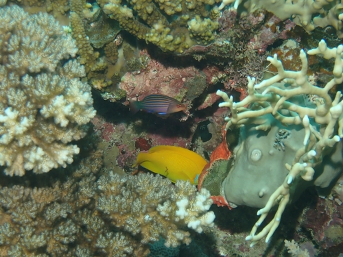 Pseudocheilinus hexataenia observed 2026-09-30