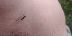Ochlerotatus
