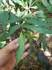Ocotea portoricensis