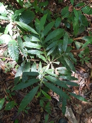 Ocotea portoricensis