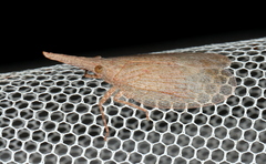 Rentinus dilatatus