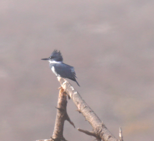 Belted Kingfisher