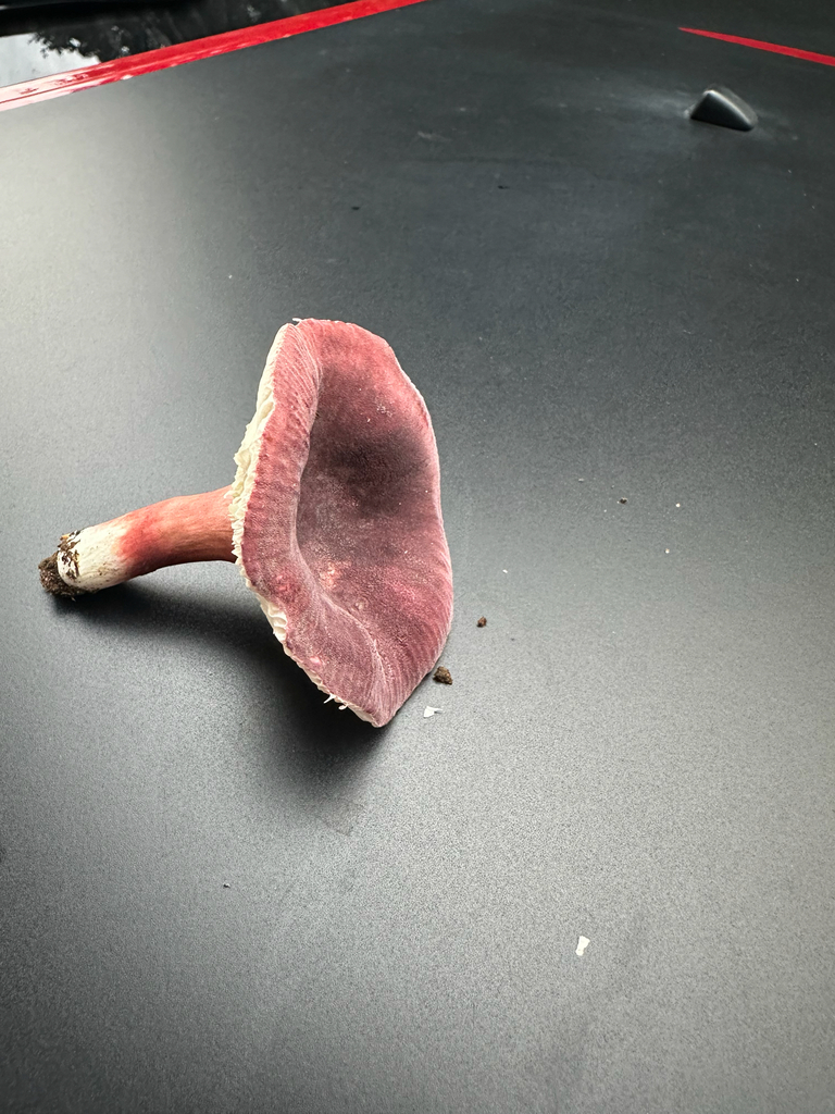 purple-bloom russula · October 2026 · photo: Photo: no rights reserved · iNaturalist