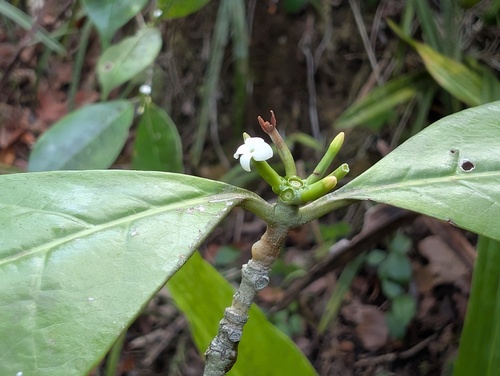 Alibertia observed 2026-09-17