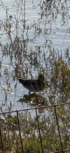 Wilson's Snipe