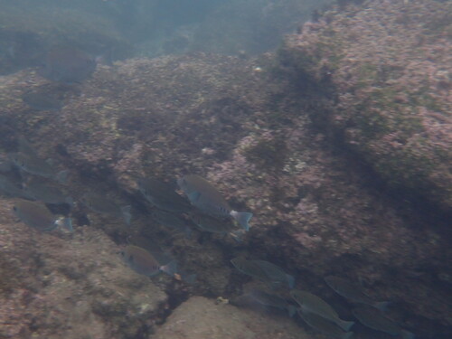 Prionurus scalprum observed 2026-09-09