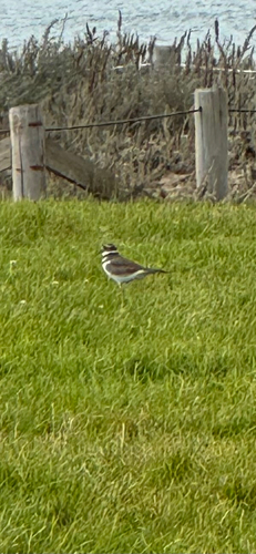 Killdeer