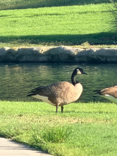 Canada Goose