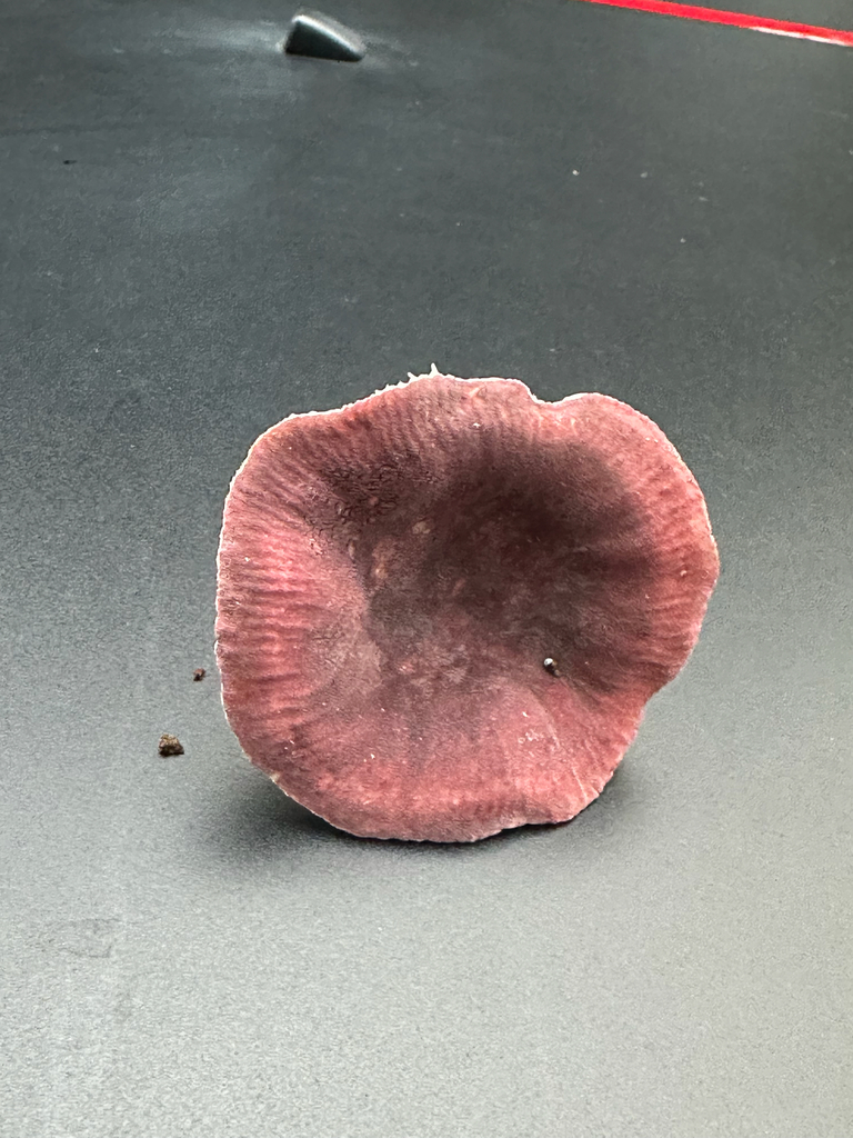 purple-bloom russula · October 2026 · photo: Photo: no rights reserved · iNaturalist