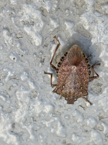 Brown Marmorated Stink Bug