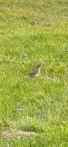 Western Meadowlark