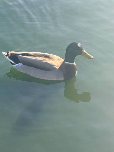 Mallard