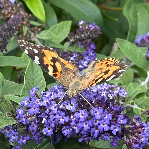 Painted Lady