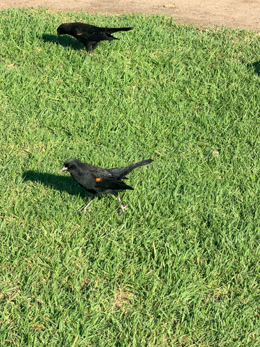Red-winged Blackbird
