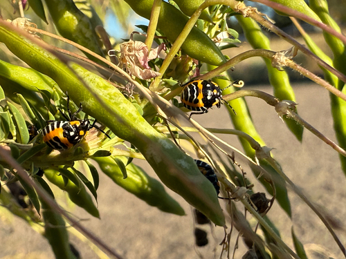 Harlequin Bug
