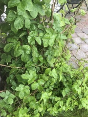 Humulus