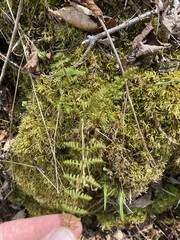 Cystopteris bulbifera