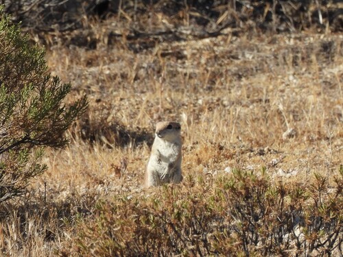 Round-tailed Ground Squirrel observed by chrisdean