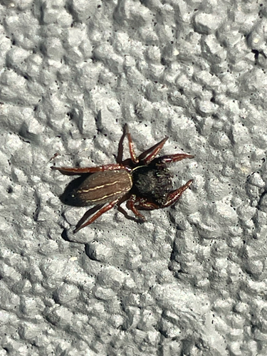 Ribbon Jumping Spider