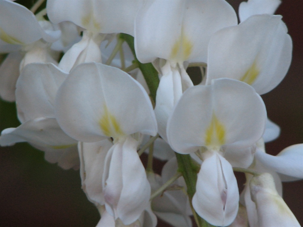 Wisterieae