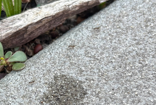 Argentine Ant