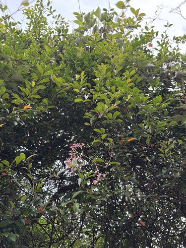 Urceola rosea observed 2026-10-01
