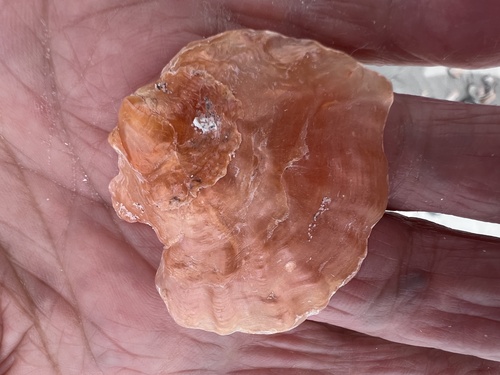 Anomia trigonopsis observed 2026-09-29