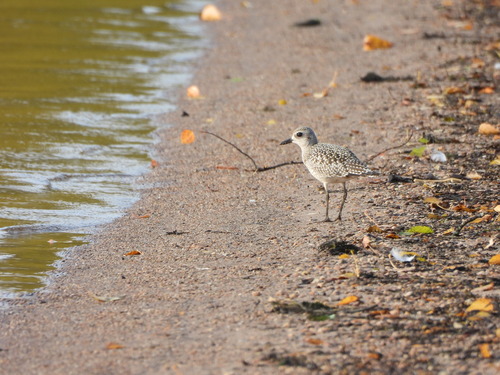 Black-bellied Plover
