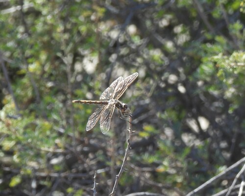 Variegated Meadowhawk