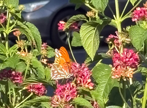 Gulf Fritillary