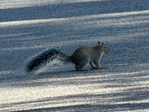 Arizona Gray Squirrel observed by ck2az